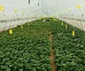 脫毒紅薯苗大量批發供應