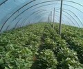 红薯苗基地-高淀粉红薯苗