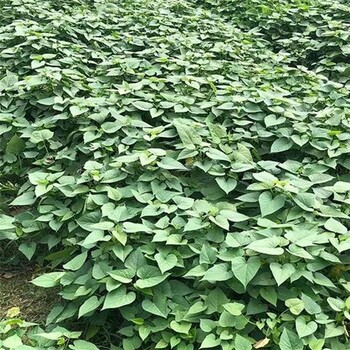 脫毒紅薯苗批發(fā)優(yōu)選大型脫毒紅薯苗種植基地