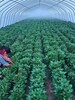 高淀粉脱毒红薯苗基地高产大田红薯苗供应