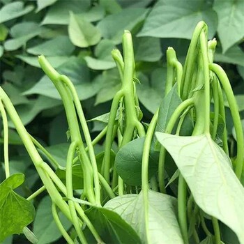 小馬脫毒紅薯苗現(xiàn)貨大量供應(yīng)