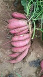 脱毒红薯苗基地脱毒高淀粉红薯苗品质图片2