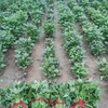 紅薯苗批發脫毒紅薯苗種植基地