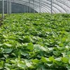 脫毒紅薯苗種植基地高產豫薯868紅薯苗大量供應