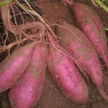 供應脫毒高產紅薯苗脫毒紅薯種圖片2
