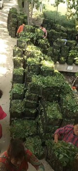 供應(yīng)脫毒紅薯苗濟(jì)薯25紅薯苗普薯32地瓜苗