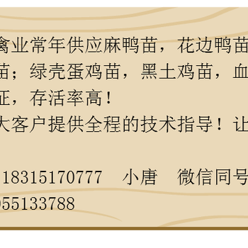 贵州黑土鸡苗养殖技术；重庆附近哪里有黑土鸡苗；黑土鸡苗养殖行情