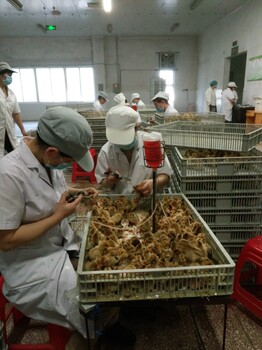 重庆土鸡苗养殖场；重庆黑土鸡苗，求购重庆香鸡苗；附近哪里有乌鸡苗