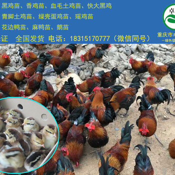 贵州香鸡苗；遵义香鸡苗批发；求购香鸡苗价格；香鸡养殖技术