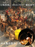 潼南附近养鸡场，生态土鸡养殖走俏，果园放养土鸡苗