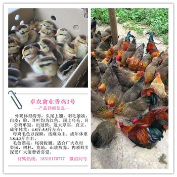 巴中附近哪里有土鸡苗，巴中黑鸡苗价格；巴中鸡苗厂家电话；巴中香鸡苗