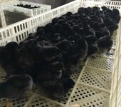泸州合江乌鸡苗价格，求购泸州黑乌鸡；黑乌鸡养殖