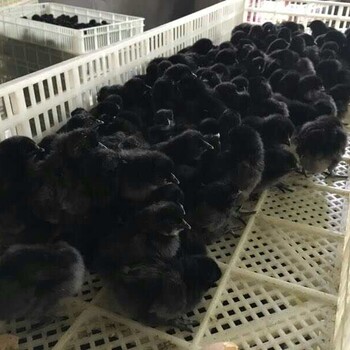 泸州合江乌鸡苗价格，求购泸州黑乌鸡；黑乌鸡养殖