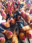凤岗鸡苗批发市场，凤岗散养土鸡养殖技术；蚯蚓养鸡