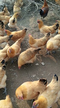 习水醒民乌皮土鸡苗，习水乌皮土鸡苗价格，求购鸡苗厂家