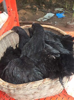 赤水黑乌鸡价格，求购赤水附近鸡苗，赤水鸡苗养殖场