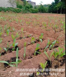 江西安徽湖北白芨种苗种植将获得丰厚的利益！图片1