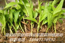江西安徽湖北白芨种苗种植将获得丰厚的利益！图片4