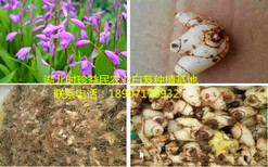 重慶四川貴州白芨種苗種植將獲得豐厚的利益！圖片0