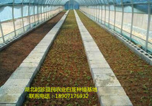 重慶四川貴州白芨種苗種植將獲得豐厚的利益！圖片1