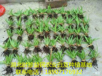 重慶四川貴州白芨種苗種植將獲得豐厚的利益！圖片2