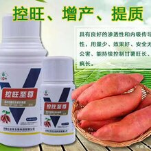 红薯控旺剂,红薯控旺药,简单一步,座果多多结满枝图片