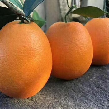 脐橙批发网蜜桔供应产地柑橘