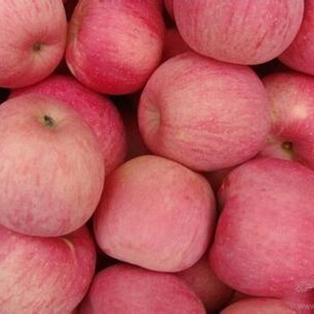 山东苹果产地红富士苹果供应批发价格