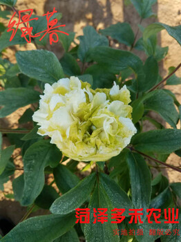 菏澤牡丹苗圃觀賞牡丹批發(fā)牡丹