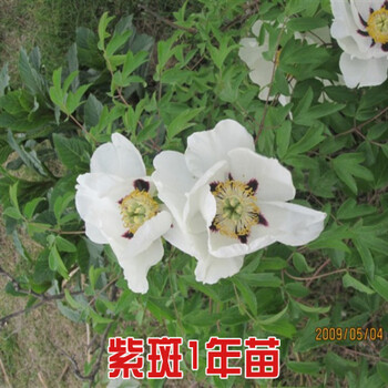 油牡丹價格油用牡丹苗油牡丹苗多少錢