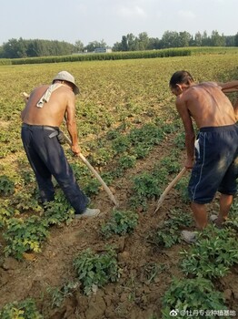 菏澤觀賞牡丹種苗基地、觀賞牡丹種苗育苗基地