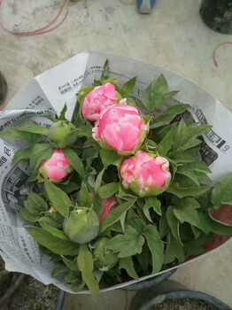 春節(jié)催花牡丹、室內(nèi)觀賞牡丹、牡丹盆栽
