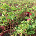 温室催花芍药、菏泽精品芍药盆栽、观赏芍药