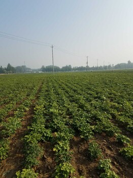 2020年牡丹花苗的價格菏澤觀賞牡丹苗