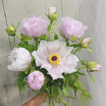 牡丹鮮切花批發(fā)洛陽牡丹菏澤鮮花牡丹