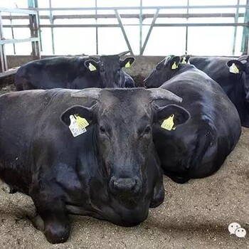 近江牛肉，長沙華騰廚具：果木牛扒爐；果木爐、披薩爐