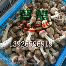 1521623586040370300-5.jpg@1e_1c_220w_220h_90Q.jpg