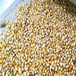广东玉米种子烘干机系统节能好用易操作