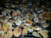 广东的高温九节虾烘干房配置热风循环能耗低