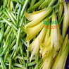 野菜烘干系统