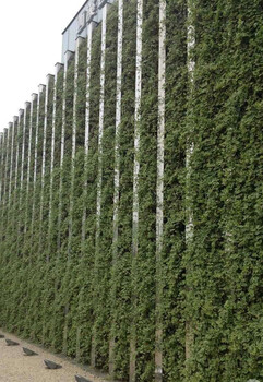 生态植物墙郑州