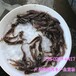 江西九江土鲶鱼苗胡子鲶鱼苗湖南张家界土鲶鱼苗胡子鲶鱼苗批发