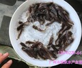 江西赣州革胡子鲶鱼苗埃及胡子鲶鱼苗湖南湘潭鸭嘴鱼苗批发