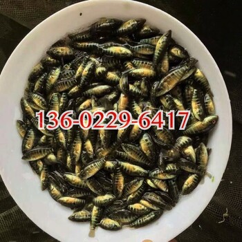 全国空运江苏徐州淡水石斑鱼苗养殖基地台湾泥鳅王泥鳅鱼苗出售