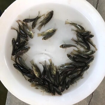 全国空运山东济宁亲亲鱼养殖基地温泉鱼批发星子鱼出售