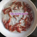 湖南张家界锦鲤鱼苗江西九江革胡子鲶鱼苗埃及胡子鲶鱼苗批发