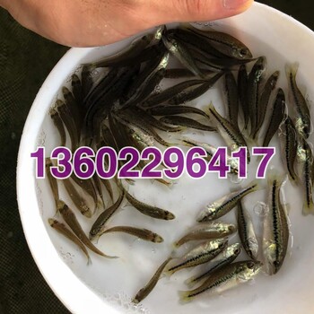 益阳加州鲈鱼苗湖南张家界淡水鲈鱼苗吃饲料的鲈鱼苗