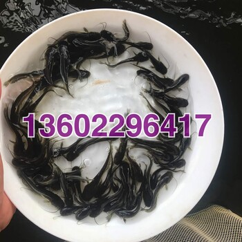 东莞大口鲶鱼苗广东阳江胡子鲶鱼苗杂交鲶鱼苗