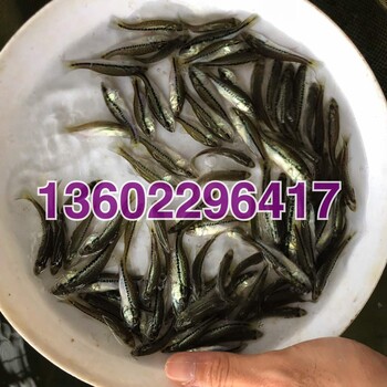 益阳加州鲈鱼苗湖南张家界淡水鲈鱼苗吃饲料的鲈鱼苗