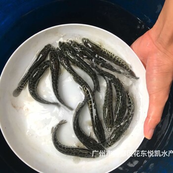 湖南怀化杂交生鱼苗出售湖南邵阳黑鱼苗批发